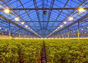 GrowFlux Intelligent LED Horticultural Lighting Maximizes Yields for CEA Facilities and Greenhouses