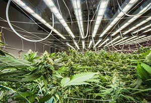 Valoya LED Cannabis Grow Lights Set the Bar for High THC/CBD Marijuana Cultivation
