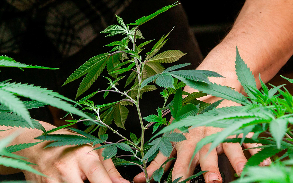 Cannabis Grow Lights