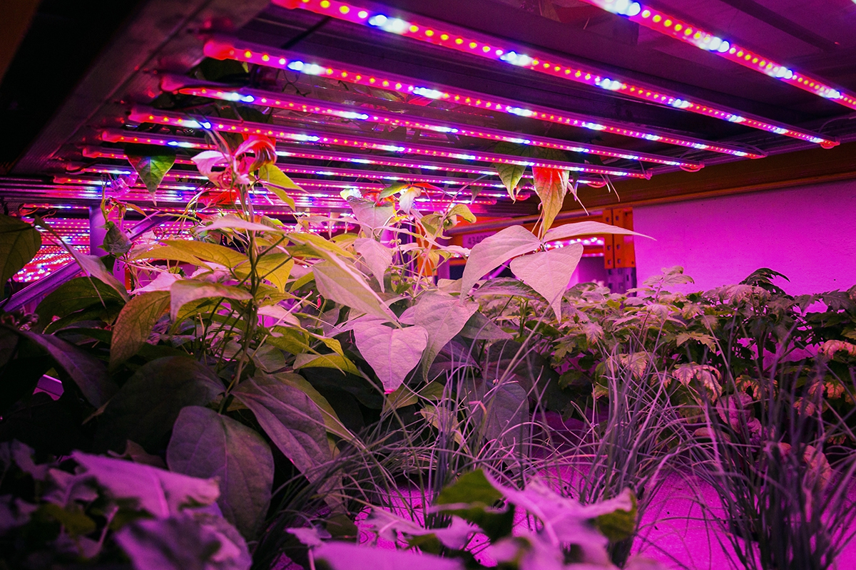 LED Grow Lights