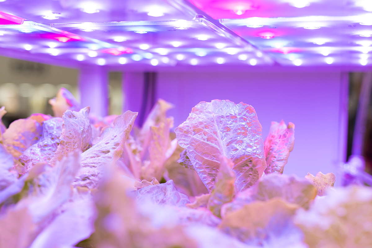 LED Grow Lights