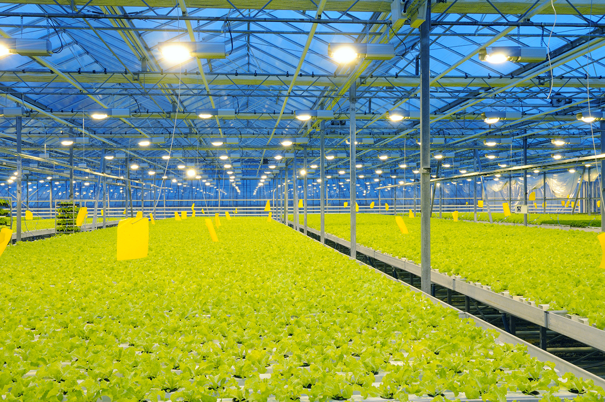 LED Grow Lights