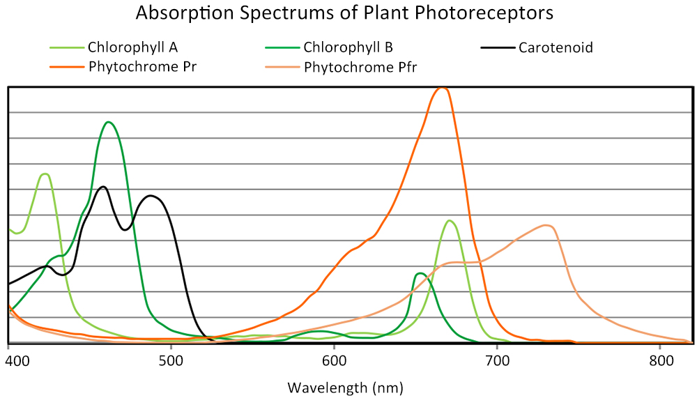 Absorption Spectrums of Plant Photoreceptors