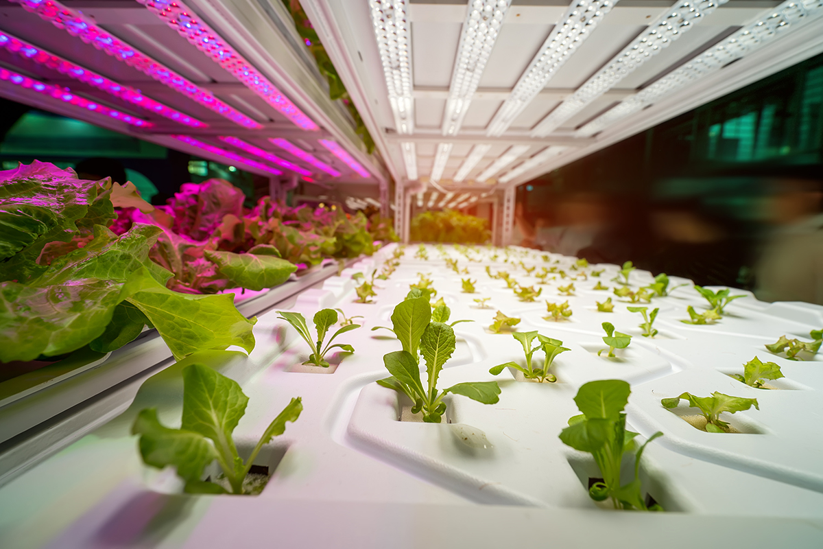 LED Grow Lights