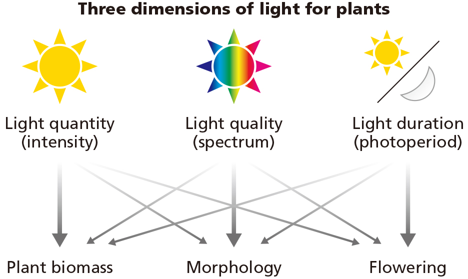 How Horticulture Lighting Works